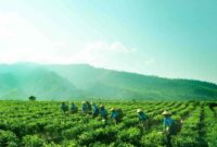 Gaji PT Perkebunan Nusantara I Terbaru