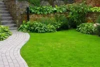 Jenis rumput untuk taman yang indah dan mempesona