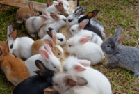 Usaha Ternak Kelinci: Peluang Bisnis yang Menguntungkan