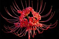 Red spider lily meaning