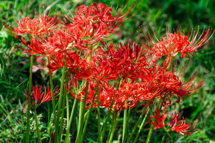 Spider lilies