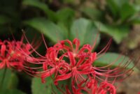 Spider lily meaning