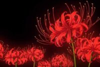 Spider lily anime
