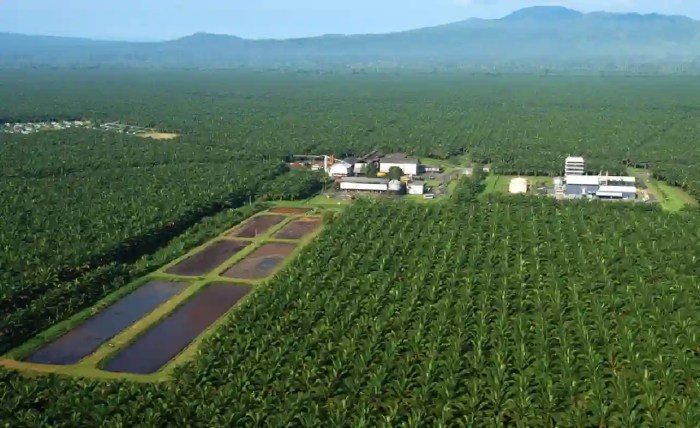 Gaji PT Sriwijaya Palm Oil Group