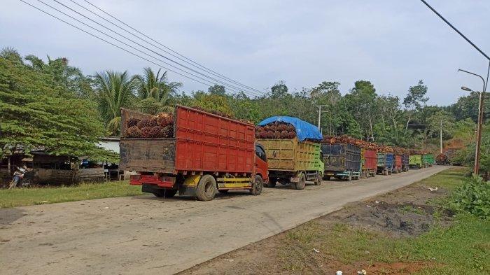Seluruh PKS di Bengkulu Tengah Kompak Naikan Harga TBS Sawit hingga Rp ... Gaji PT Sawit Mulia Bengkulu