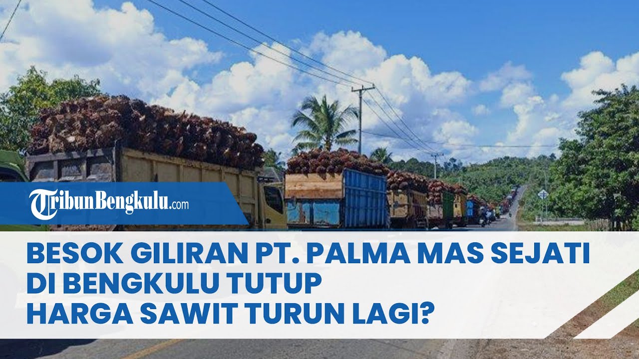 Besok Giliran PT. Palma Mas Sejati di Bengkulu Tengah yang Tutup, Harga ... Gaji PT Palma Mas Sejati