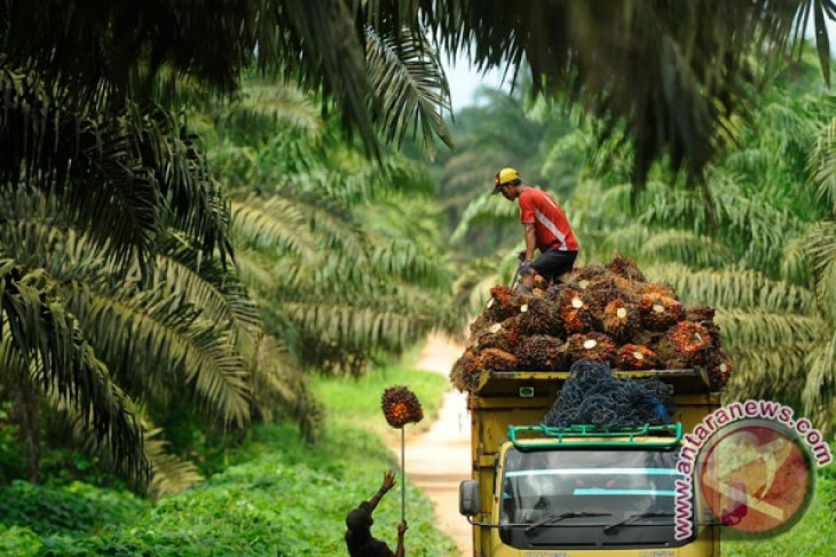 Gaji PT Agro Muko Bunga Tanjung Po Mill