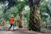 Gaji PT Sawit Asahan Indah